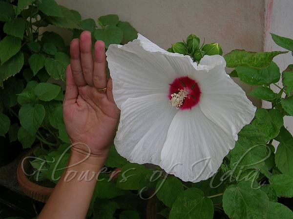Southern Belle Hibiscus